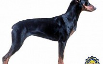 Doberman 1 Doberman 1